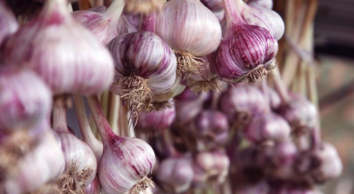 purple garlic heads hanging to dry