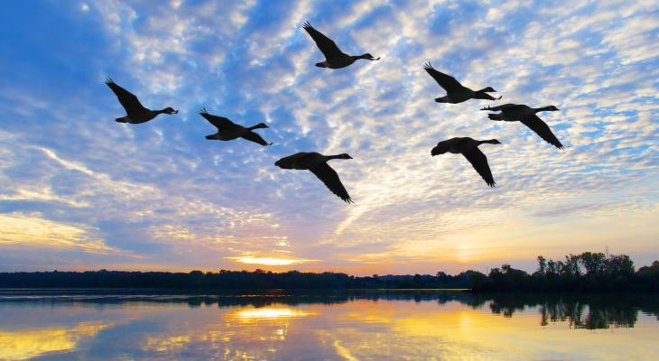 flying geese over lake silhouetted against sunrise 