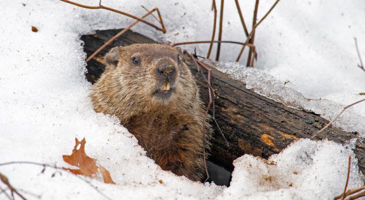 ground hog looks out from burrow onto snowy landscape