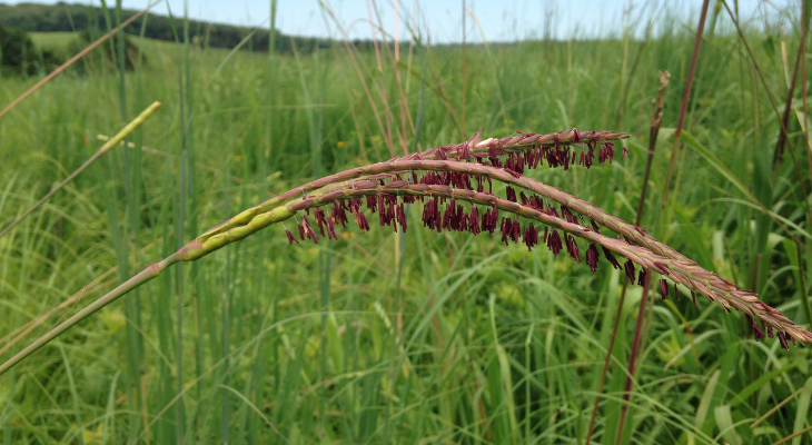 raceme inflorescence of gama grass