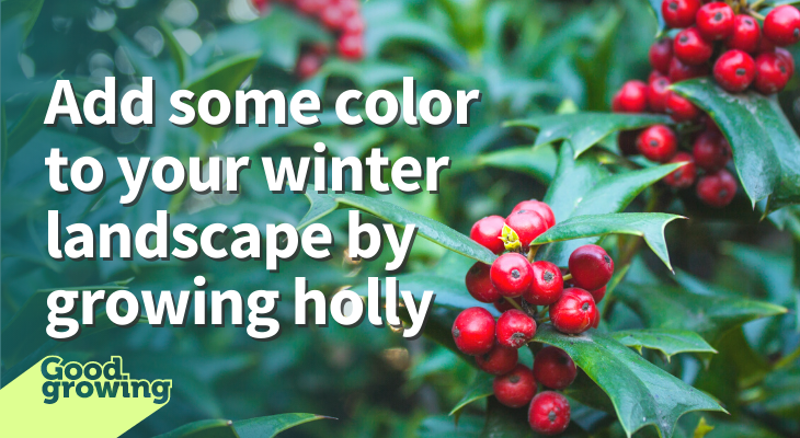 Add some color to your winter landscape by growing holly. Red holly berries and green holly leaves. 