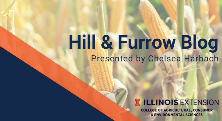 Beautiful yellow ears of corn on stalks, Hill & Furrow Blog, Presented by Chelsea Harbach.
