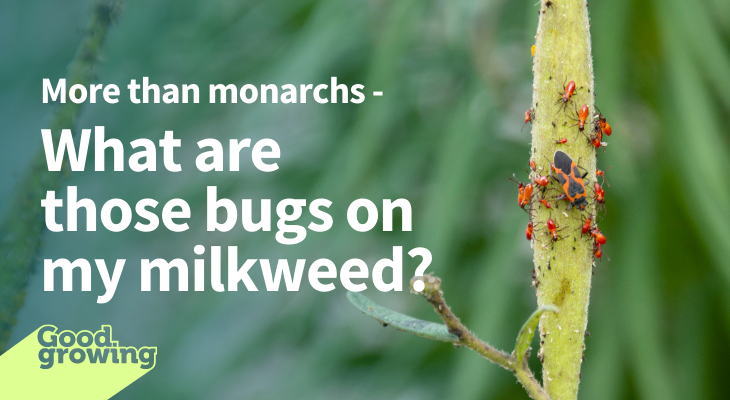 More than monarchs - What are those bugs on my milkweed? milkweed bugs on seed pod of butterfly milkweed.