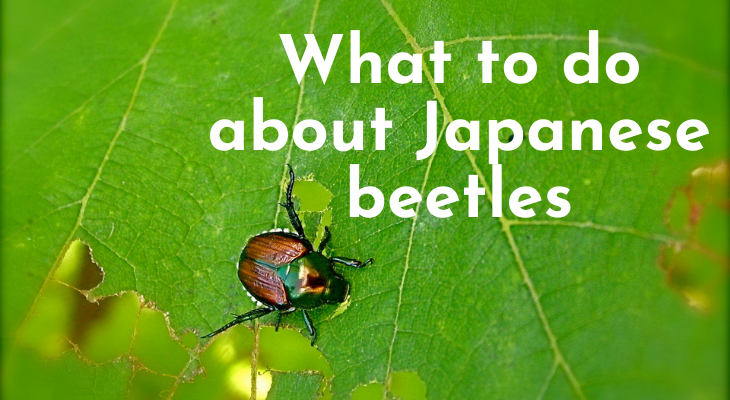 Japanese beetle feeding on leaf