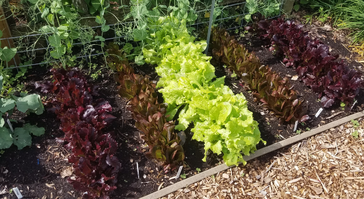 Different colors of lettuces