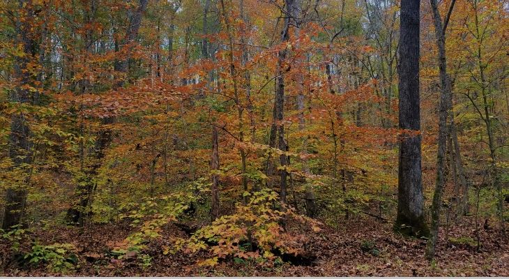 Finding more ways to make our urban forest look like a natural forested ecosystem can really benefit wildlife by provided a greater heterogeneity of habitat.  Consider less fall cleanup this year and go with the “natural” look.