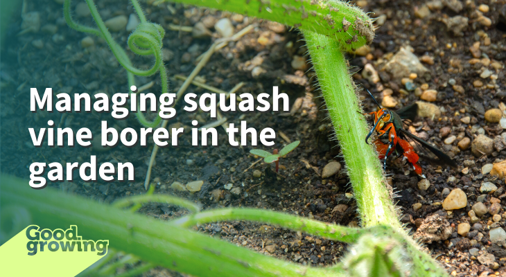 Managing squash vine borer in the garden. Colorful adult vine borer moth laying egg on squash stem