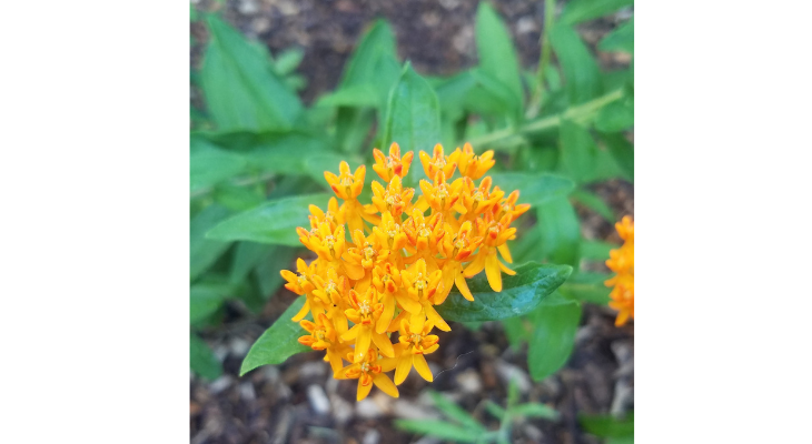 Native butterfly milkweed is a favorite among gardens for its beautiful flowering display and high wildlife value, but native plants are a surprising minority of plant material available for purchase each year in the US. 