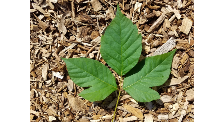 Poison ivy can be tricky to identify in the field, but the “mitten-like” appearance of leaflets that develop a rounded tooth, as pictured here, is a distinguishing feature.