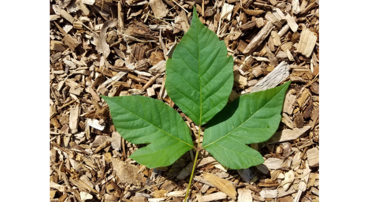 Poison Ivy University Of Illinois Extension