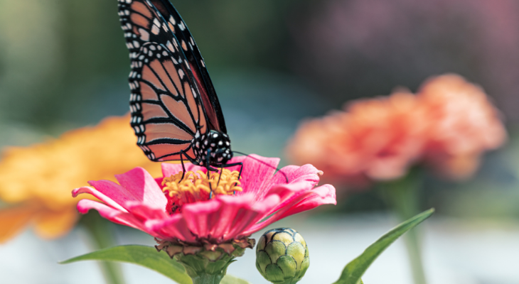 Monarch on a flower