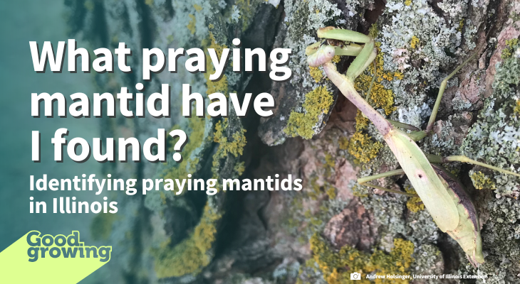 What praying mantid have I found? Identifying praying mantids in Illinois. Closeup photo of a female Carolina mantid on a tree