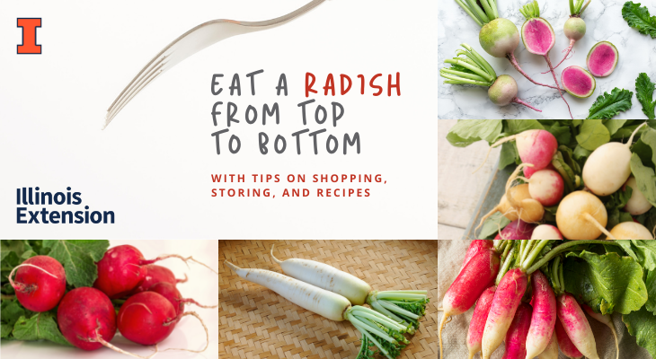 Eat a Radish from Top to Bottom