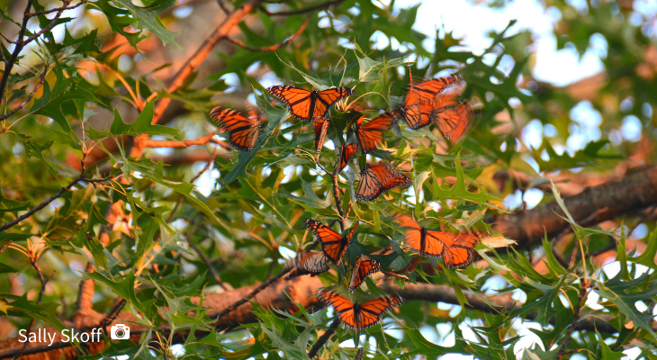 Many Monarchs roosting in an oak tree