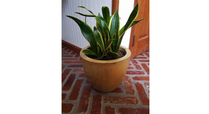 Snake plant is a very common houseplant that is easy to care for making it an excellent plant gift for your Valentine this year.