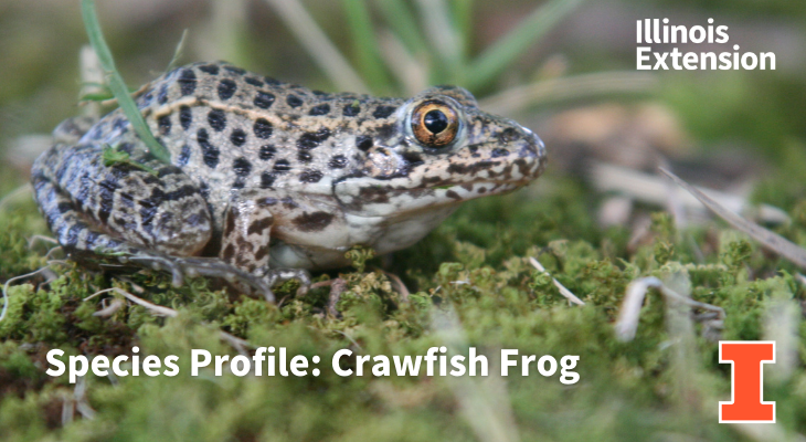 Crawfish frog adult