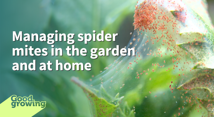 Managing spider mites in the garden and at home. Dahlia leaves covered in white webbing and red-orange spider mites. 