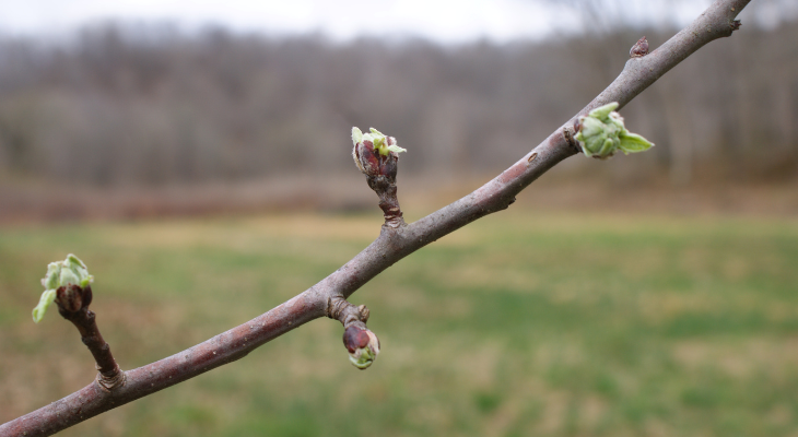 Spring pruning can hurt your tree's bank account | The Garden Scoop ...