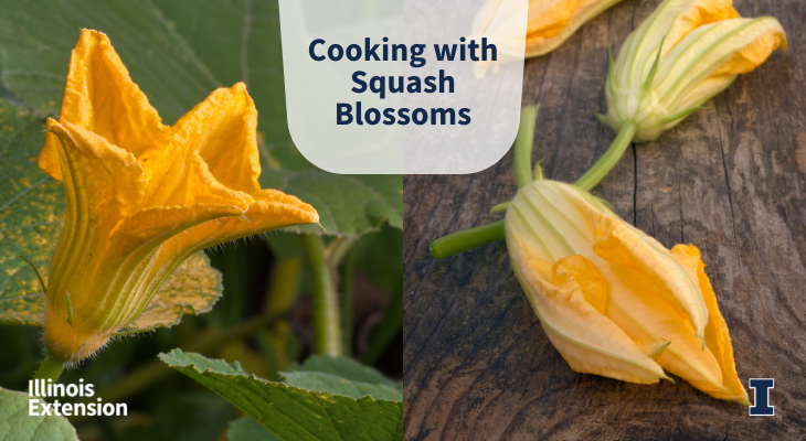 Cooking with Squash Blossoms; open blossom on squash plant on right side, three cut squash blossoms on wood background on right