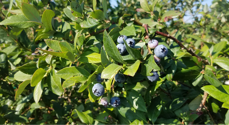 wild blueberry plant identification