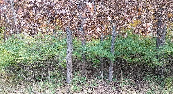 The green foliage in this picture is bush honeysuckle, which is an invasive species that dominates forest understories in Illinois. If not weeded out...