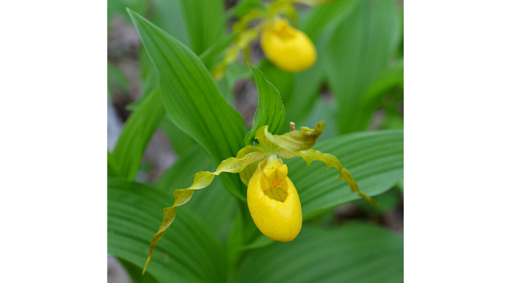 The yellow lady’s slipper orchid is an Illinois native that can be grown in cultivation. Photo credit: Chris Benda.
