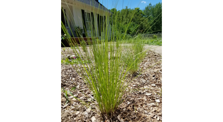 These young prairie dropseed plants will mature into a nice sidewalk border of thin, feathery vegetation.
