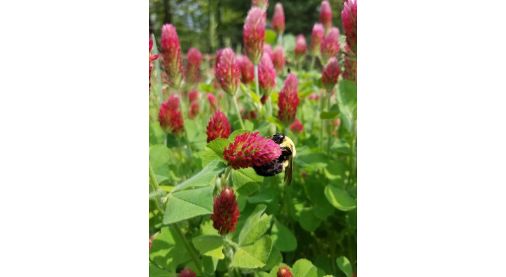 This bumble bee dangles from a flower of crimson clover, which is an attractive and valuable soil-building cover crop that can be easily hand-seeded into vegetable garden beds.