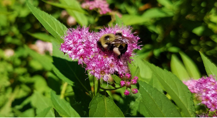 Bumblebees bite plants to make them flower early, surprising scientists