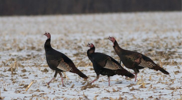 Trio of wild turkeys in a snow dusted field