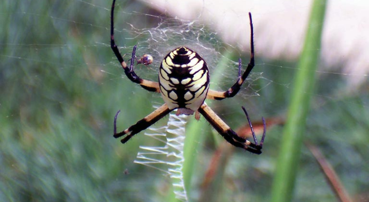 How do spiders avoid getting tangled in their own webs?