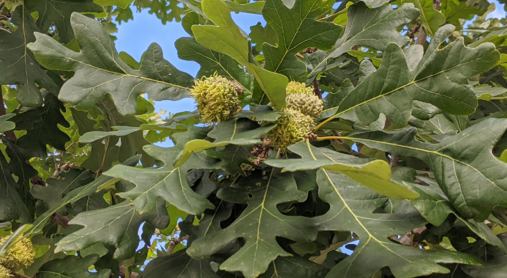 green wavy leaves with acorns