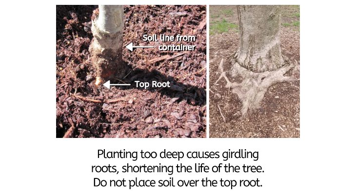 root flare top root soil line