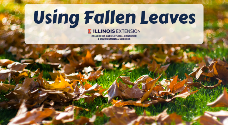 fallen leaves on turfgrass