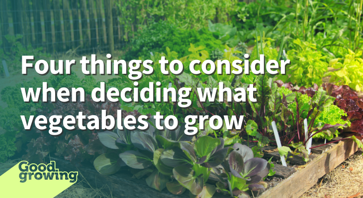Four things to consider when deciding what vegetables to grow. raised beds with lettuce and beets growing in them.