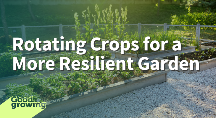 Boost Garden Resilience: Crop Rotation for Soil & Yields
