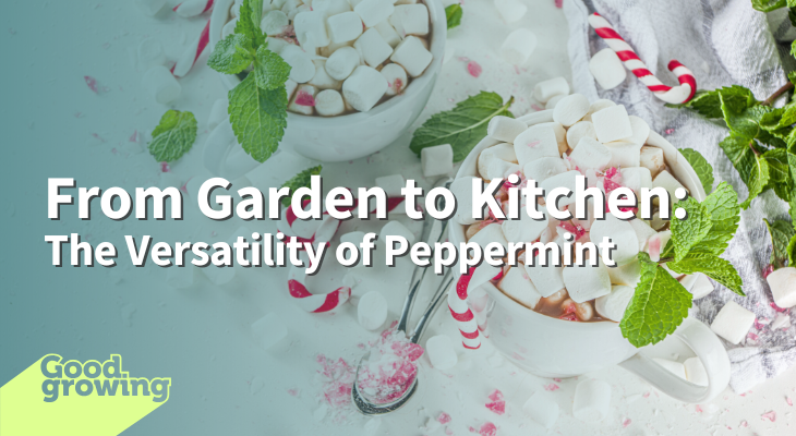 From garden to kitchen: The versatility of peppermint | Good Growing ...