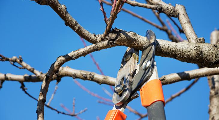 Best Time to Trim Trees in Illinois 