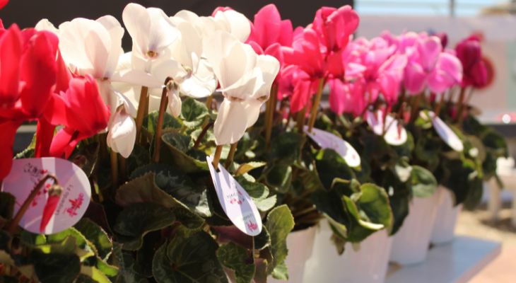 A row of cyclamens with red, white and pink flowers