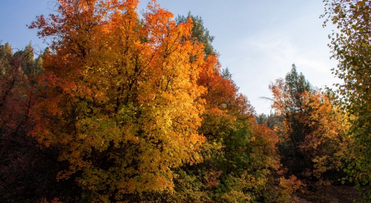 Orange and yellow maple tree in foreground of a line of colorful trees in fall