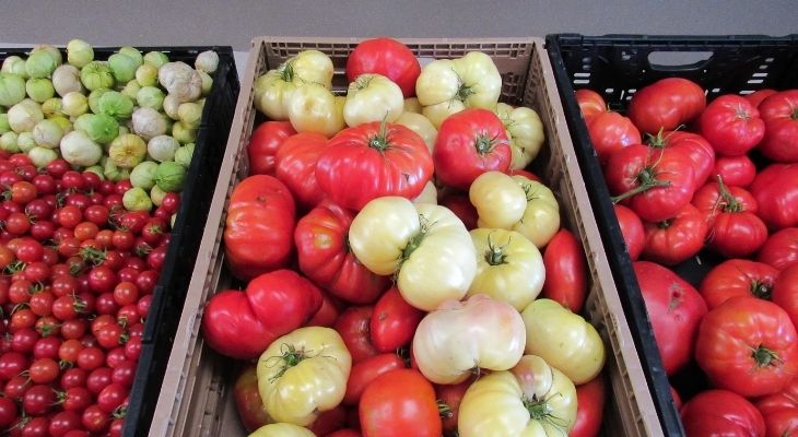 Green, red and white tomatoes