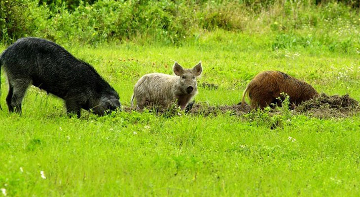 Invasive Species: Wild Boar