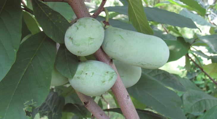 A cluster of green pawpaws in a tree