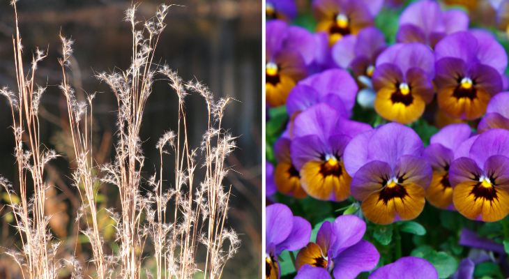 Two photos side-by-side: Left, little bluestem in fall; right, purple and yellow violas