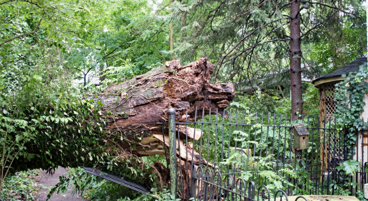 photo of downed tree