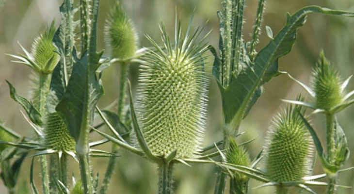 teasel