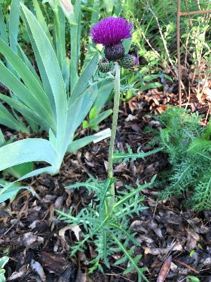 Cirsium rivulare 'Trevor's Blue Wonder' is an ornamental clumping type thistle