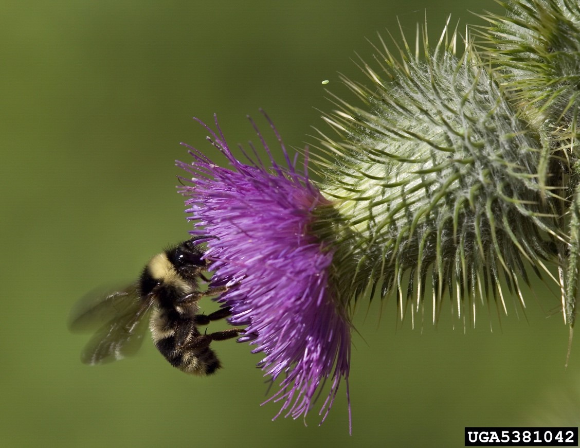western yellow banded bumblebee on a thistle flower