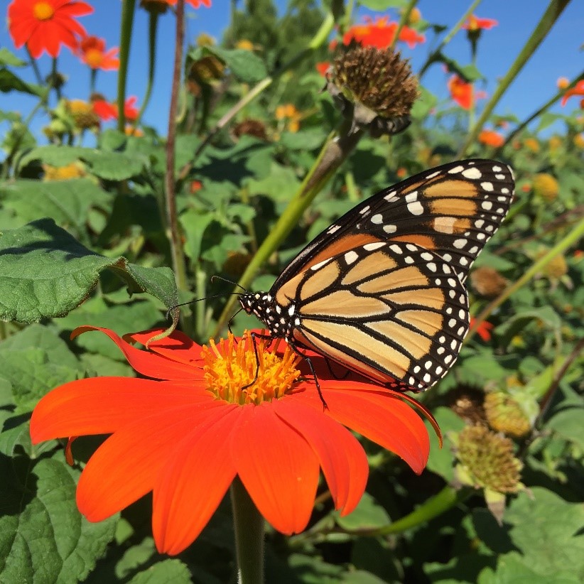 Monarch Butterfly on Flower