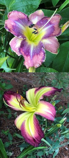 Top: matches nothing on the master list “currently,” so it goes unlabeled for now.  Bottom: a match from the master list Hemerocallis ‘Rose F. Kennedy’
